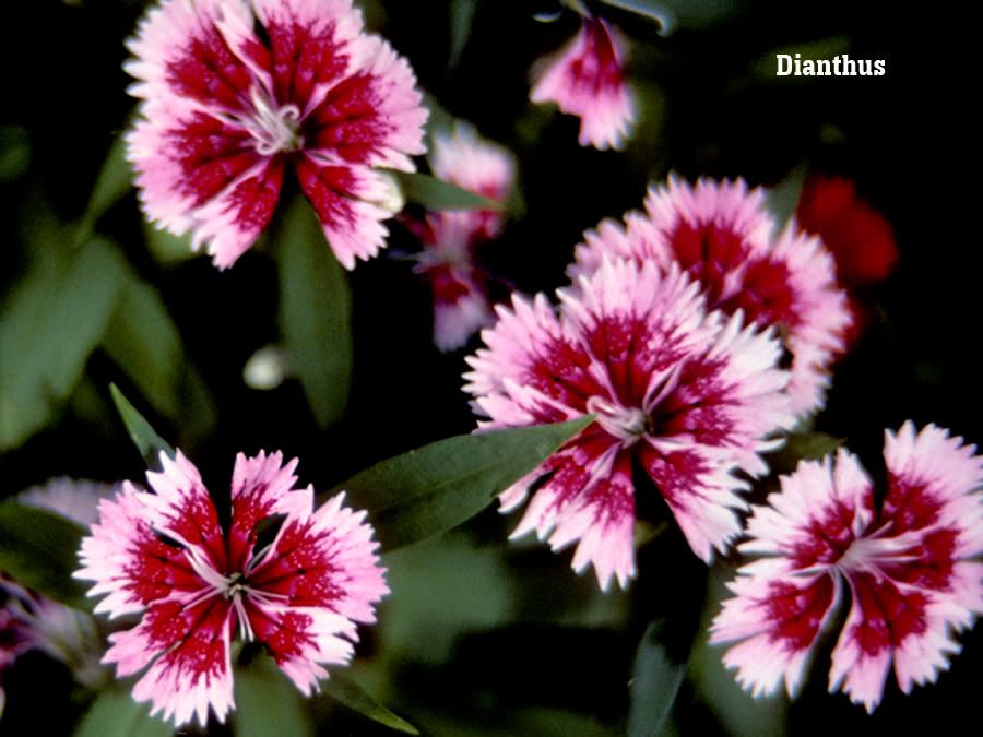 Our Pretty Dianthus